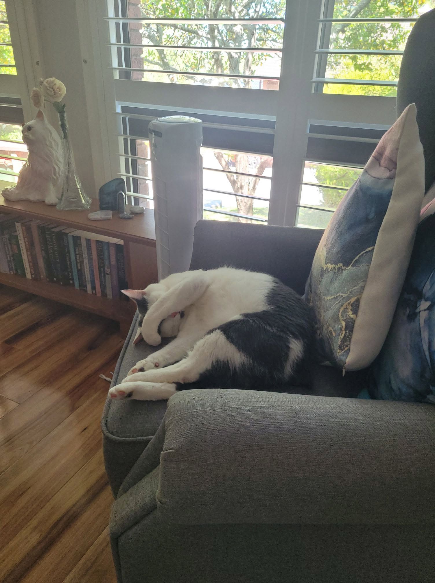 Jessie, a black-and-white cat, relaxing on a couch